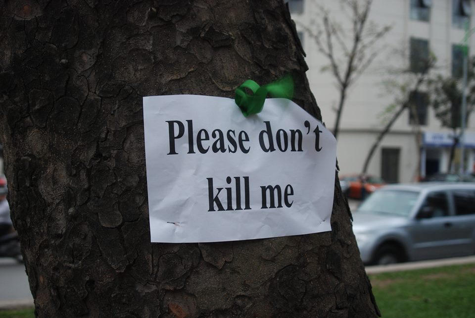 Người trẻ dán thông điệp lên hàng trăm cây xà cừ cổ trên đường Giảng Võ