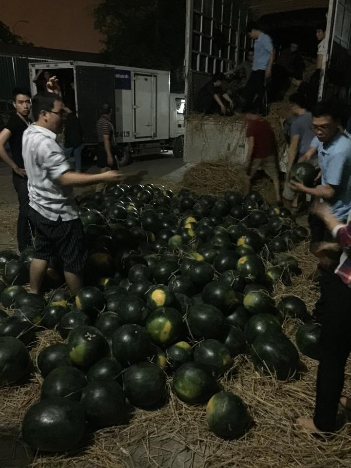 Hà Nội thu mua hàng chục tấn dưa hấu ủng hộ nông dân Quảng Nam