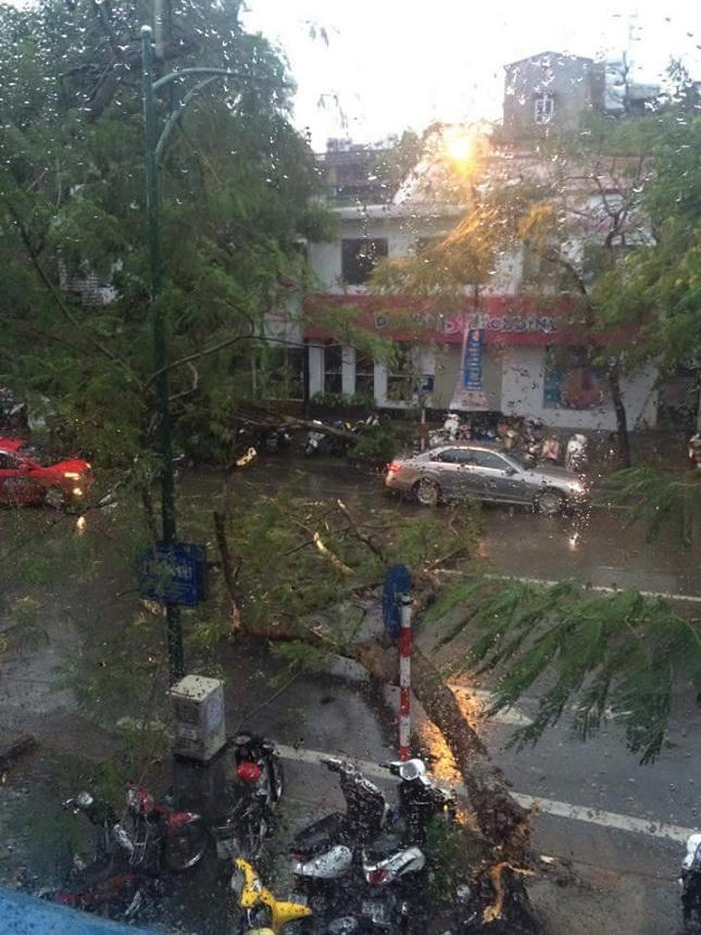 Hà Nội ngổn ngang cây đổ sau cơn giông mạnh bất ngờ