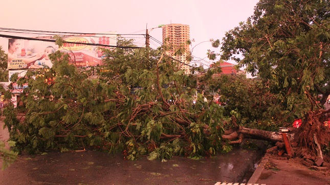 Hà Nội ngổn ngang cây đổ sau cơn giông mạnh bất ngờ
