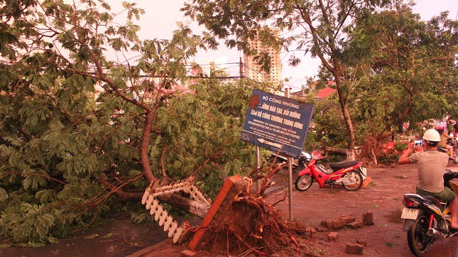 Hà Nội ngổn ngang cây đổ sau cơn giông mạnh bất ngờ