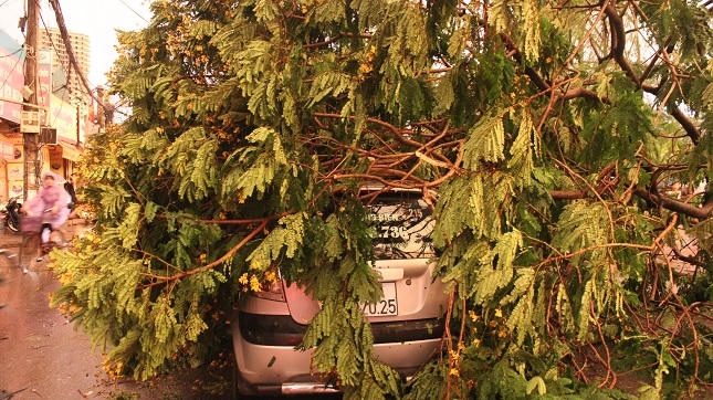 Hà Nội ngổn ngang cây đổ sau cơn giông mạnh bất ngờ