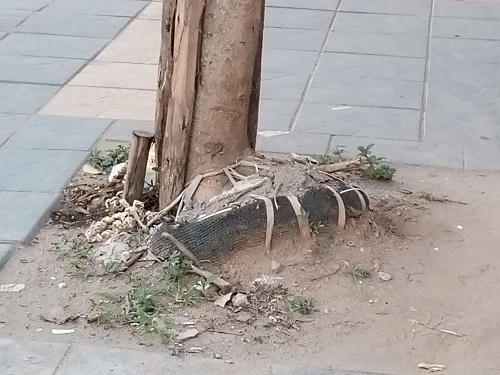 Hàng cây Mỡ trên đường Nguyễn Chí Thanh chết khô