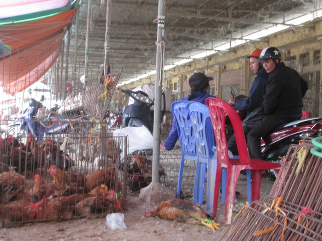 Hà Nội: Cận tết vẫn ngổn ngang gà sống, chết lẫn lộn ở chợ Hà Vỹ