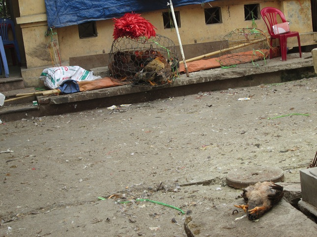 Hà Nội: Cận tết vẫn ngổn ngang gà sống, chết lẫn lộn ở chợ Hà Vỹ