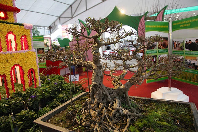 Xuân Bính Thân: Xuất hiện nhiều loại cây cảnh độc và lạ