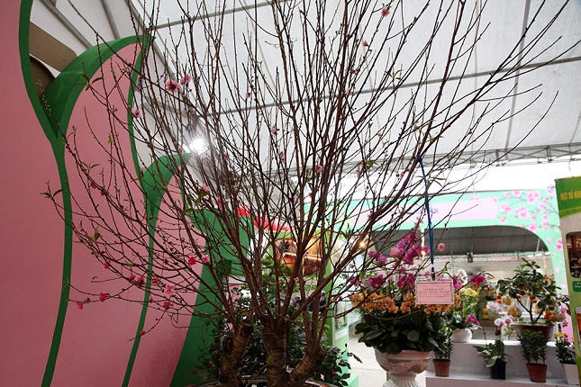 Xuân Bính Thân: Xuất hiện nhiều loại cây cảnh độc và lạ
