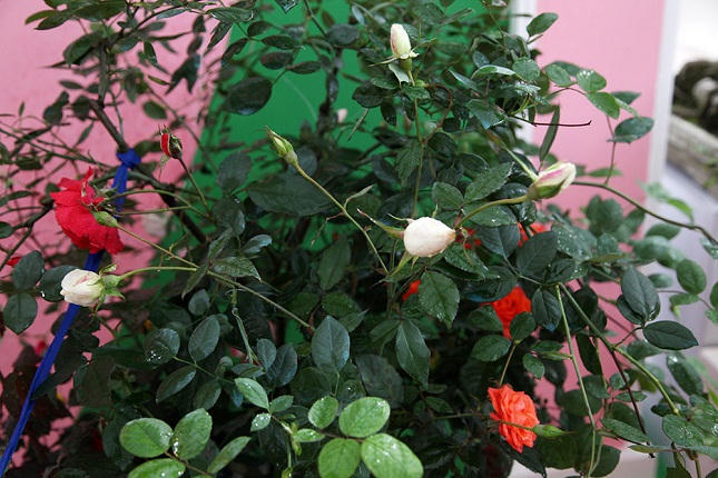 Xuân Bính Thân: Xuất hiện nhiều loại cây cảnh độc và lạ