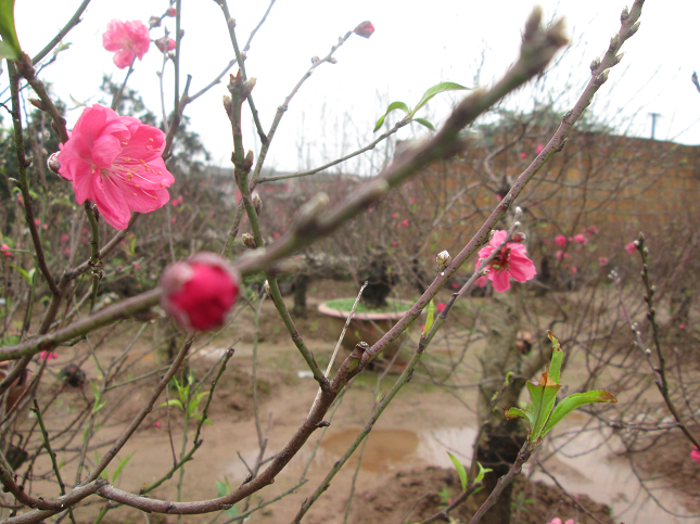 Đào bích nguyên thủy được nhiều người "săn lùng" dịp Tết