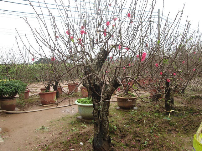 Đào bích nguyên thủy được nhiều người "săn lùng" dịp Tết