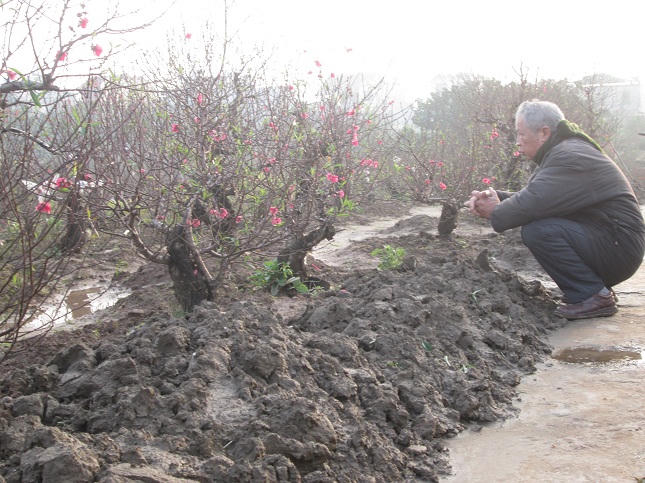 Đào bích nguyên thủy được nhiều người "săn lùng" dịp Tết