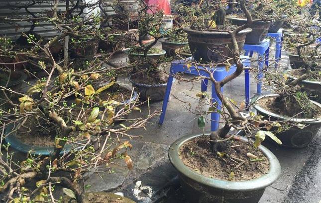 Thời tiết thất thường Mai tết nở sớm, đẩy giá lên cao