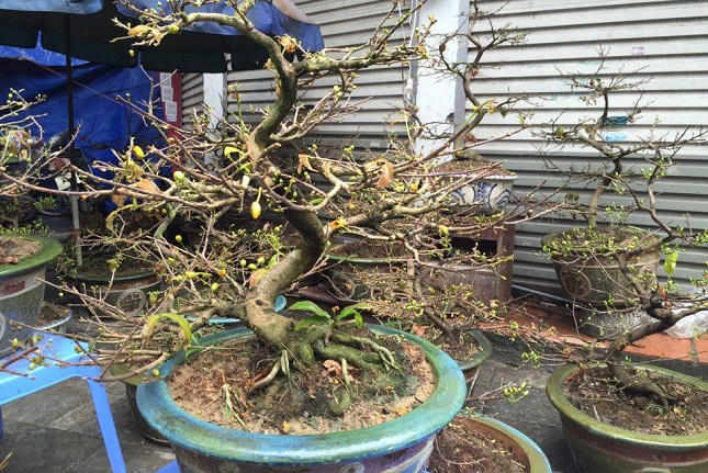 Thời tiết thất thường Mai tết nở sớm, đẩy giá lên cao