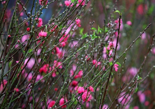 Bí quyết giữ hoa đào tươi lâu ngày Tết