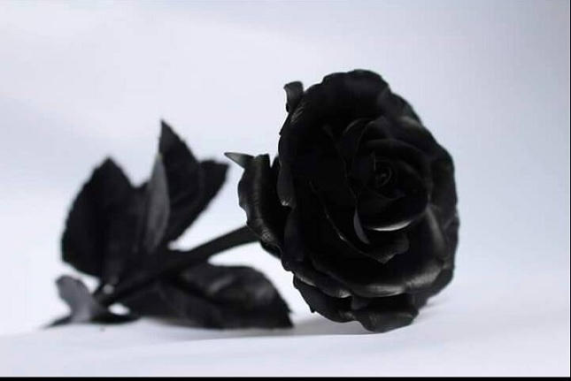 Hoa đất, quà tặng độc lạ dịp 8/3