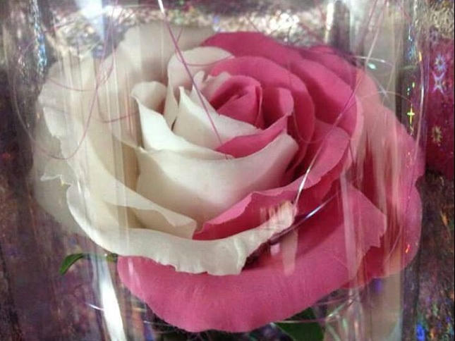 Hoa đất, quà tặng độc lạ dịp 8/3