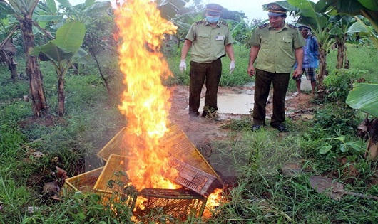 Quảng Ninh: Tiêu hủy 15.000 con gà giống không rõ nguồn gốc xuất xứ