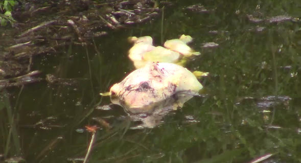 Phát hiện nhiều xác lợn chết ở Bắc Ninh