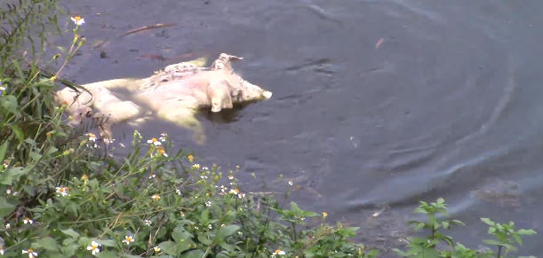 Phát hiện nhiều xác lợn chết ở Bắc Ninh