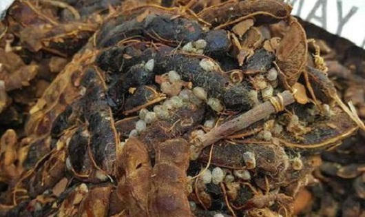 Việt Nam tạm ngừng nhập khẩu quả me từ Indonesia vì nhiễm mọt