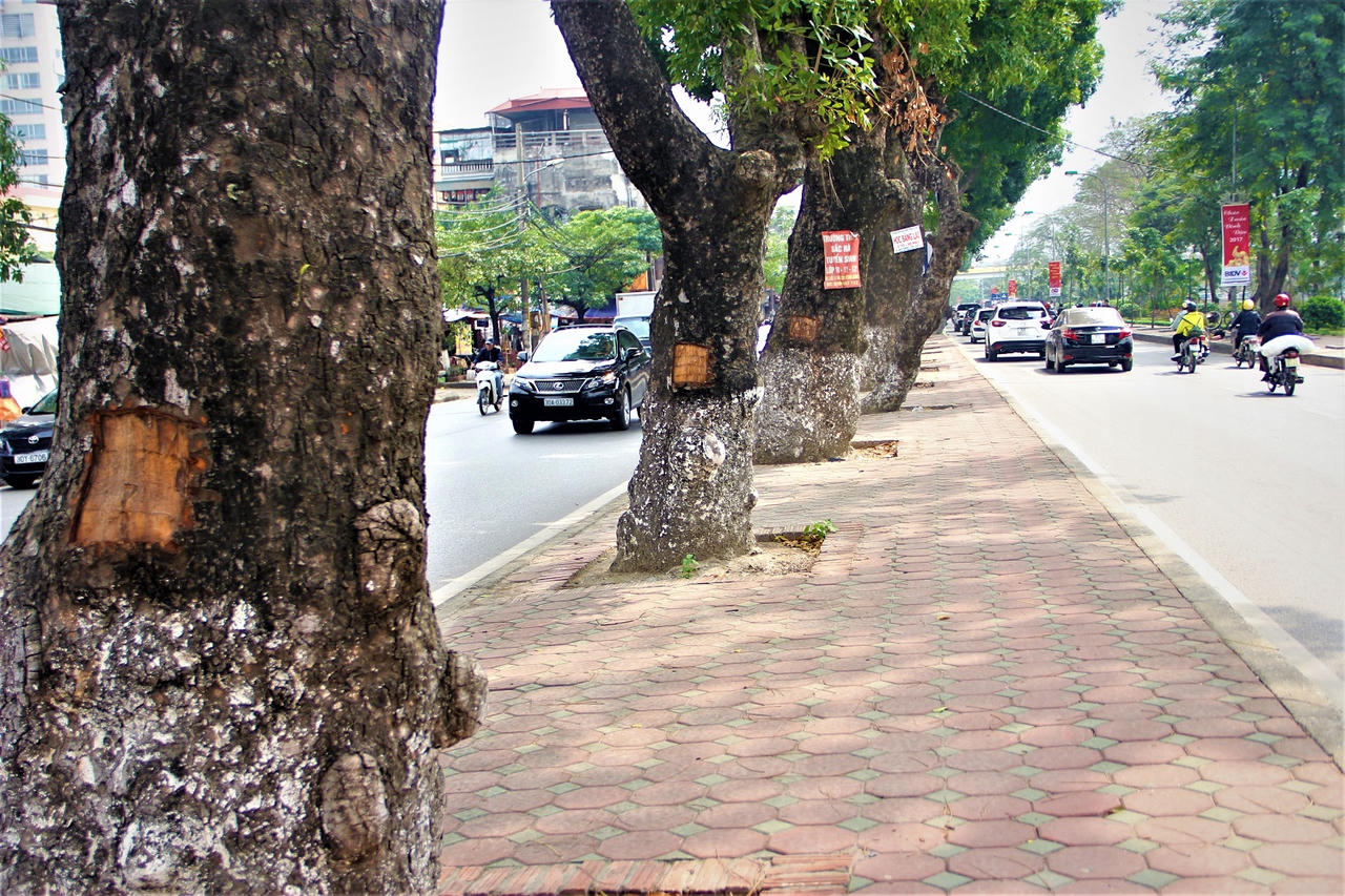 Kỳ lạ: Hàng xà cừ cổ thụ trên đường Láng bị khoét từng mảng