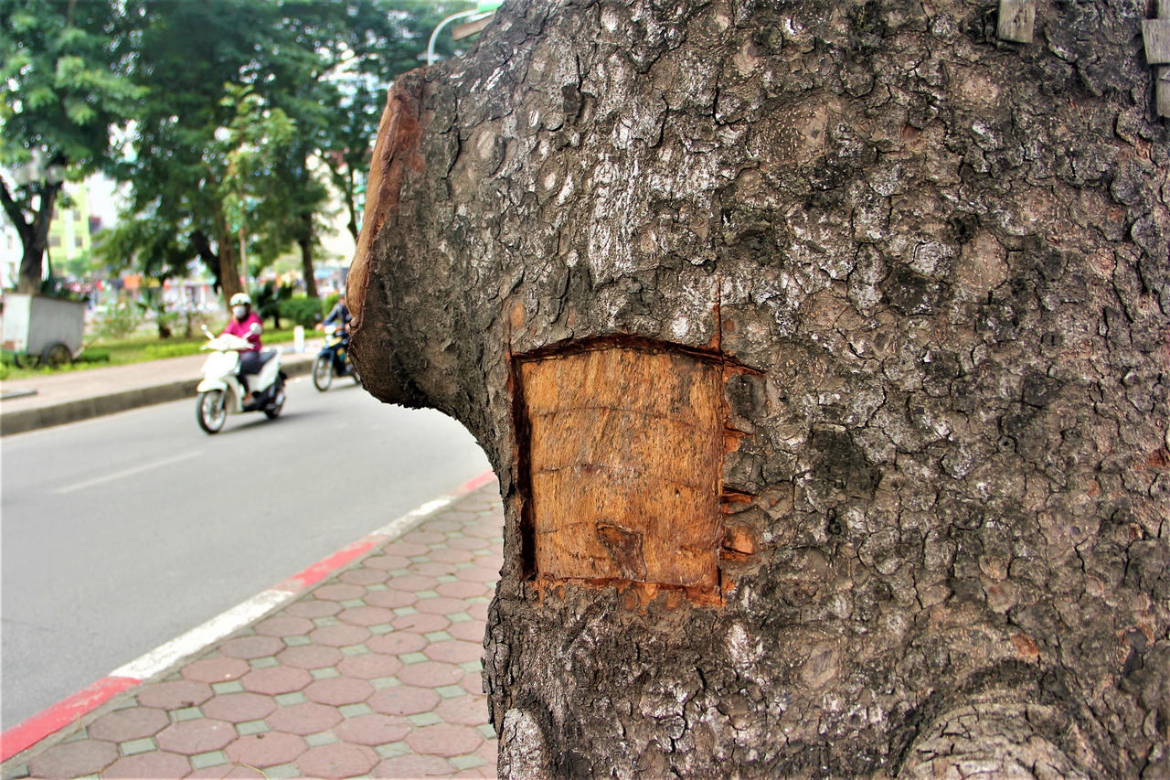 Kỳ lạ: Hàng xà cừ cổ thụ trên đường Láng bị khoét từng mảng