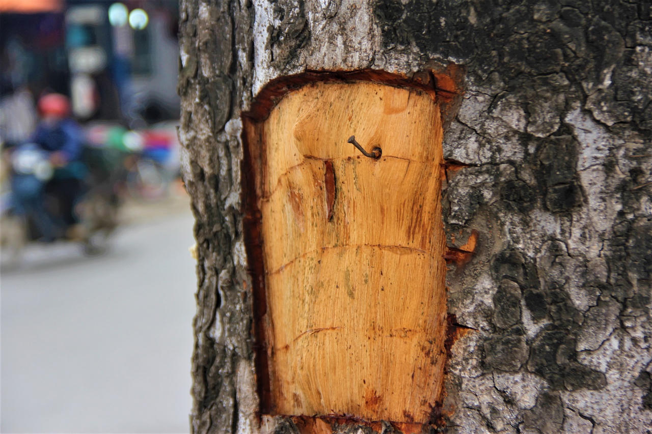 Kỳ lạ: Hàng xà cừ cổ thụ trên đường Láng bị khoét từng mảng