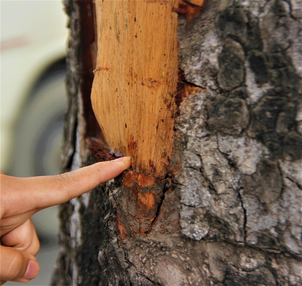 Kỳ lạ: Hàng xà cừ cổ thụ trên đường Láng bị khoét từng mảng