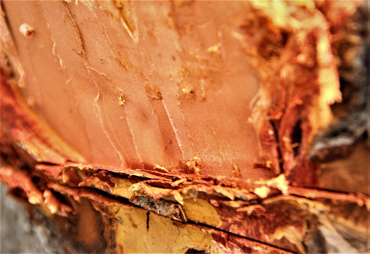 Kỳ lạ: Hàng xà cừ cổ thụ trên đường Láng bị khoét từng mảng