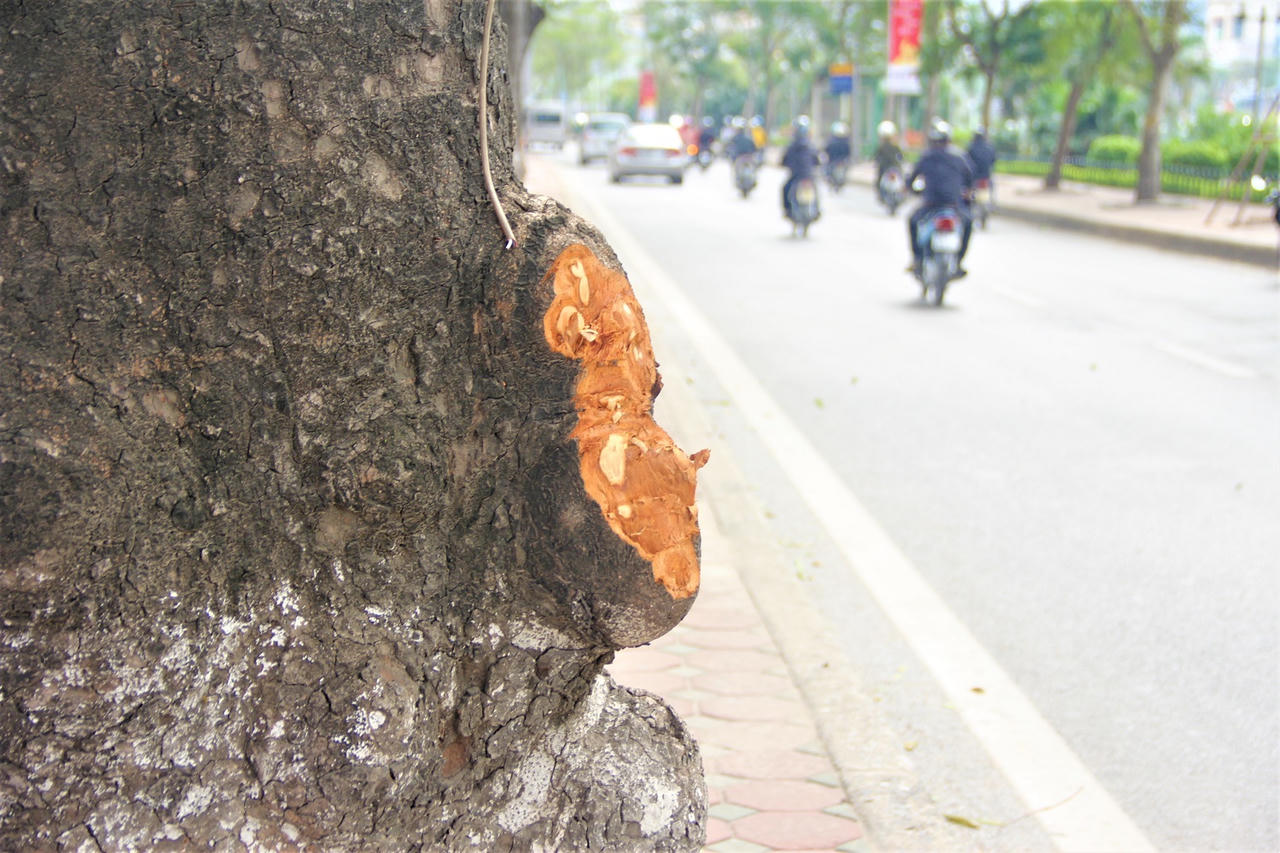 Kỳ lạ: Hàng xà cừ cổ thụ trên đường Láng bị khoét từng mảng
