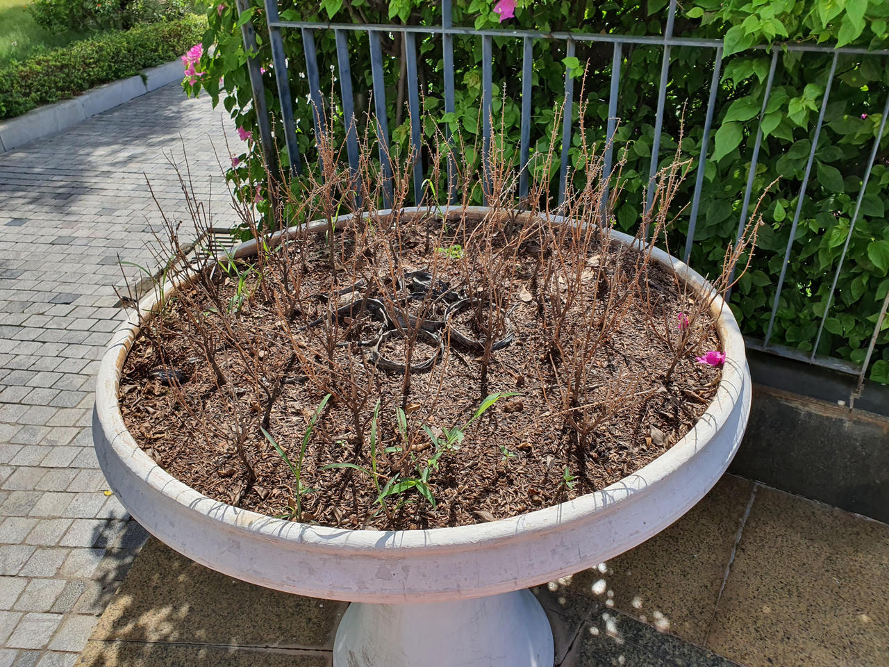 Hà Nội: Đầu tư hàng tỷ đồng kinh phí chăm sóc, cây xanh và thảm cỏ vẫn nhếch nhác khó tin