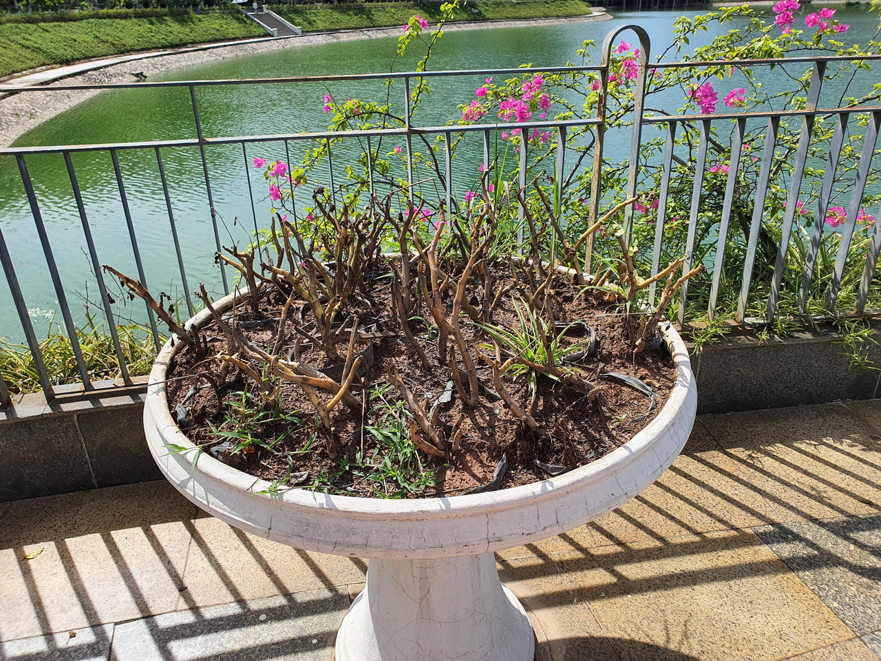 Hà Nội: Đầu tư hàng tỷ đồng kinh phí chăm sóc, cây xanh và thảm cỏ vẫn nhếch nhác khó tin