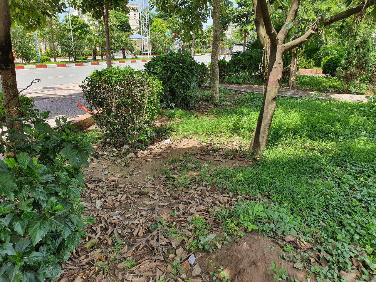 Hà Nội: Đầu tư hàng tỷ đồng kinh phí chăm sóc, cây xanh và thảm cỏ vẫn nhếch nhác khó tin