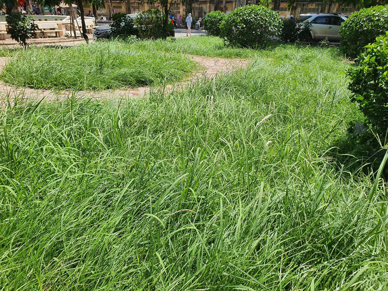 Hà Nội: Đầu tư hàng tỷ đồng kinh phí chăm sóc, cây xanh và thảm cỏ vẫn nhếch nhác khó tin