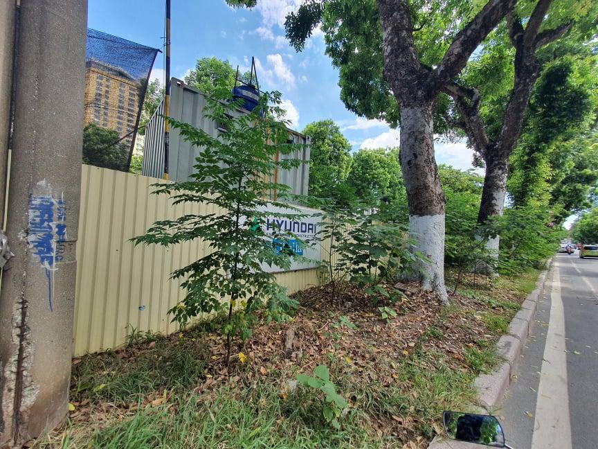 Hà Nội: Đầu tư hàng tỷ đồng kinh phí chăm sóc, cây xanh và thảm cỏ vẫn nhếch nhác khó tin