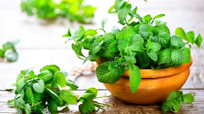 Những loại cây nên trồng trong nhà để đuổi muỗi