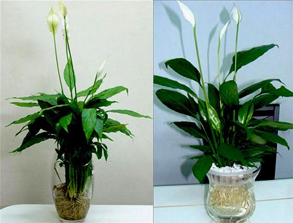 Người mệnh Kim nên trồng những loại cây này để rước tài lộc