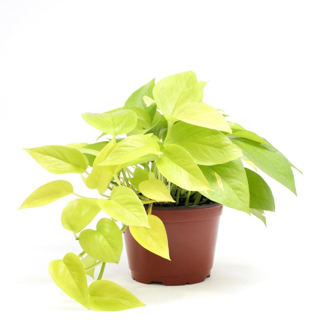 Người mệnh Kim nên trồng những loại cây này để rước tài lộc