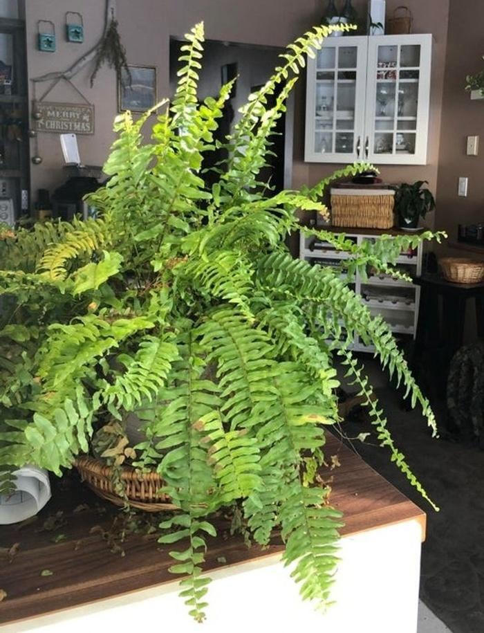 Một số loại cây hút ẩm cực tốt giúp thoáng mát căn nhà