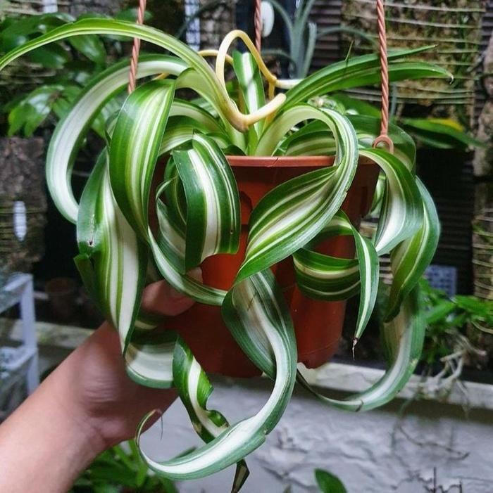 Một số loại cây hút ẩm cực tốt giúp thoáng mát căn nhà