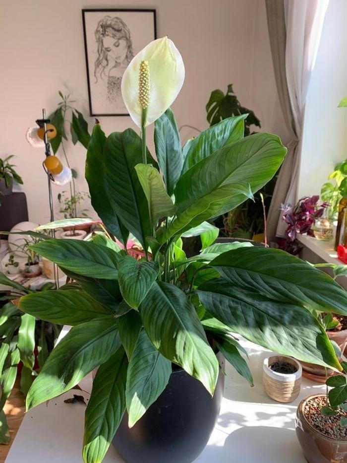 Một số loại cây hút ẩm cực tốt giúp thoáng mát căn nhà