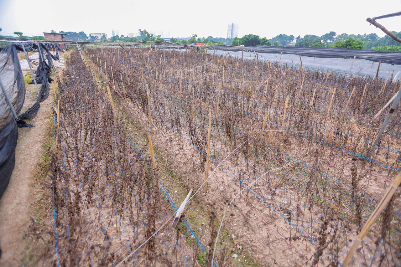 Ế hàng tháng Vu lan, nông dân Hà Nội bỏ hoa lại vườn vì dịch COVID-19