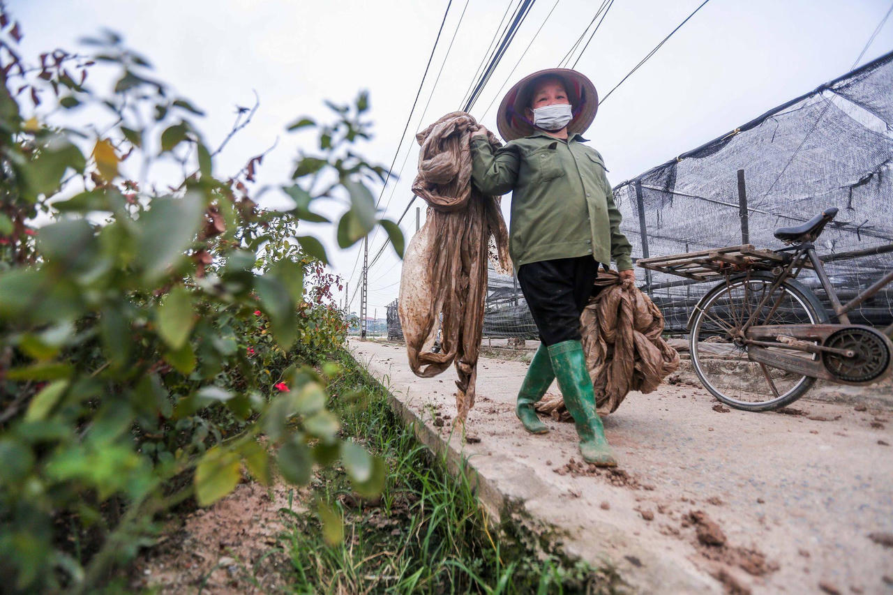 Ế hàng tháng Vu lan, nông dân Hà Nội bỏ hoa lại vườn vì dịch COVID-19