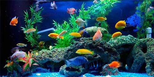 Nuôi con gì trong nhà giúp rước thêm tài lộc ?