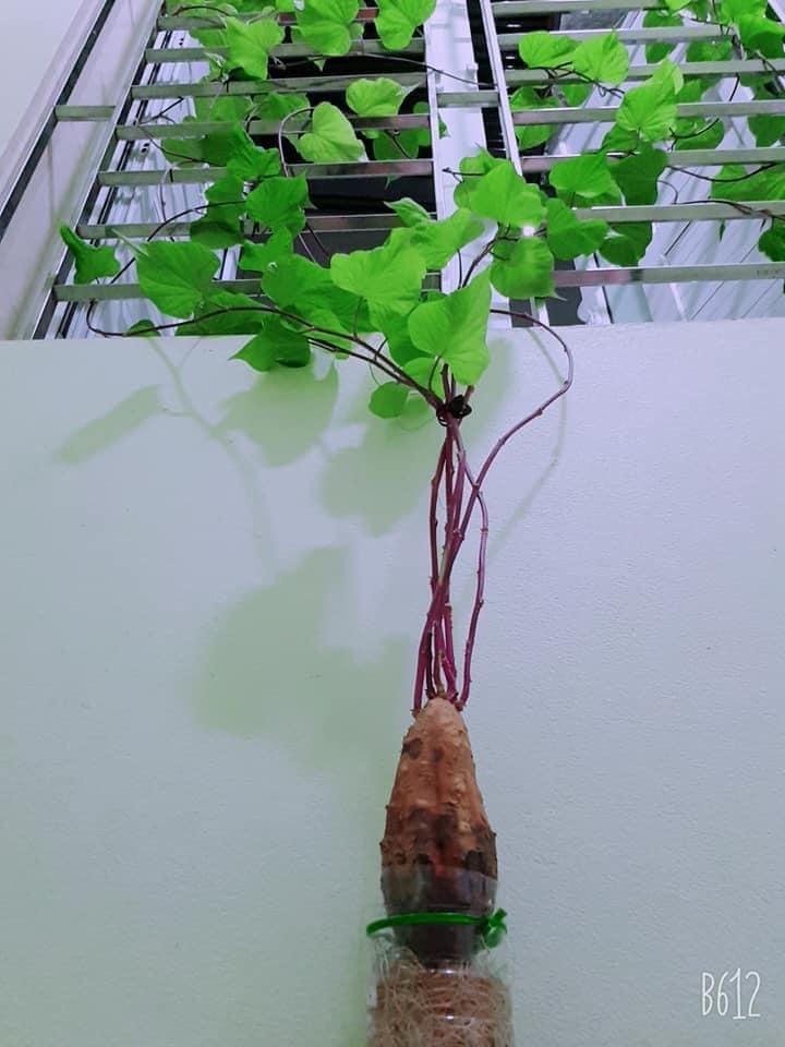 Dân mạng chia sẻ cách trồng và chăm sóc cây xanh tại nhà 