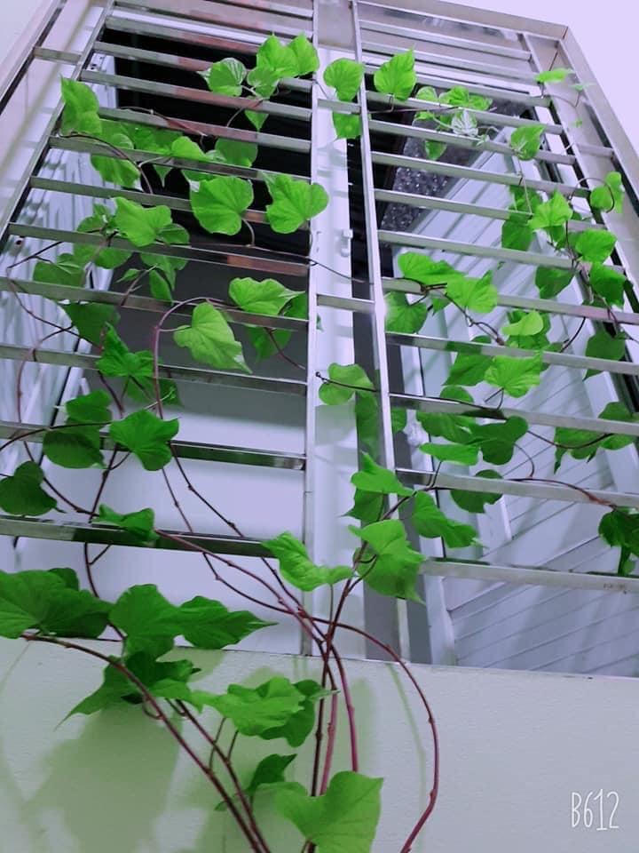 Dân mạng chia sẻ cách trồng và chăm sóc cây xanh tại nhà 