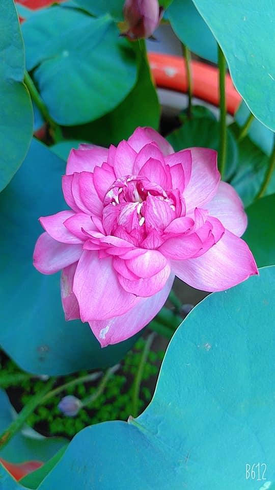 Dân mạng chia sẻ cách trồng và chăm sóc cây xanh tại nhà 