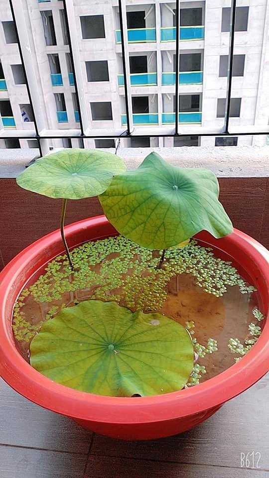 Dân mạng chia sẻ cách trồng và chăm sóc cây xanh tại nhà 