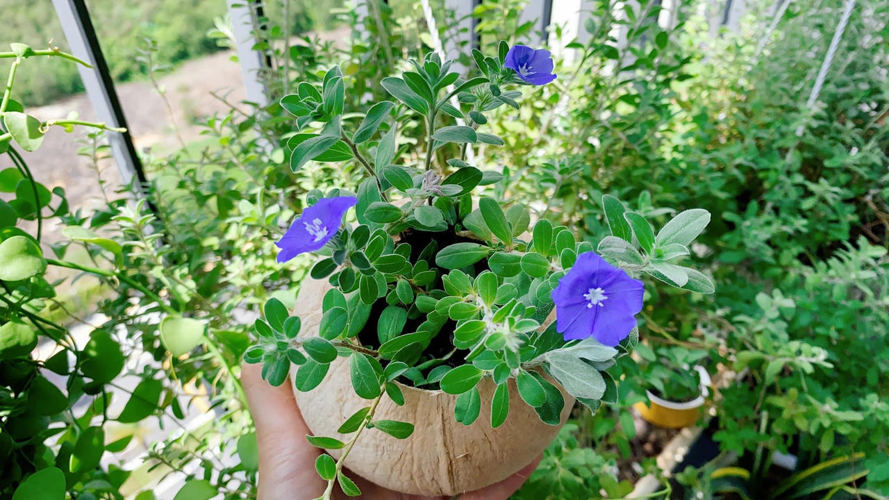 Dân mạng chia sẻ cách trồng và chăm sóc cây xanh tại nhà 