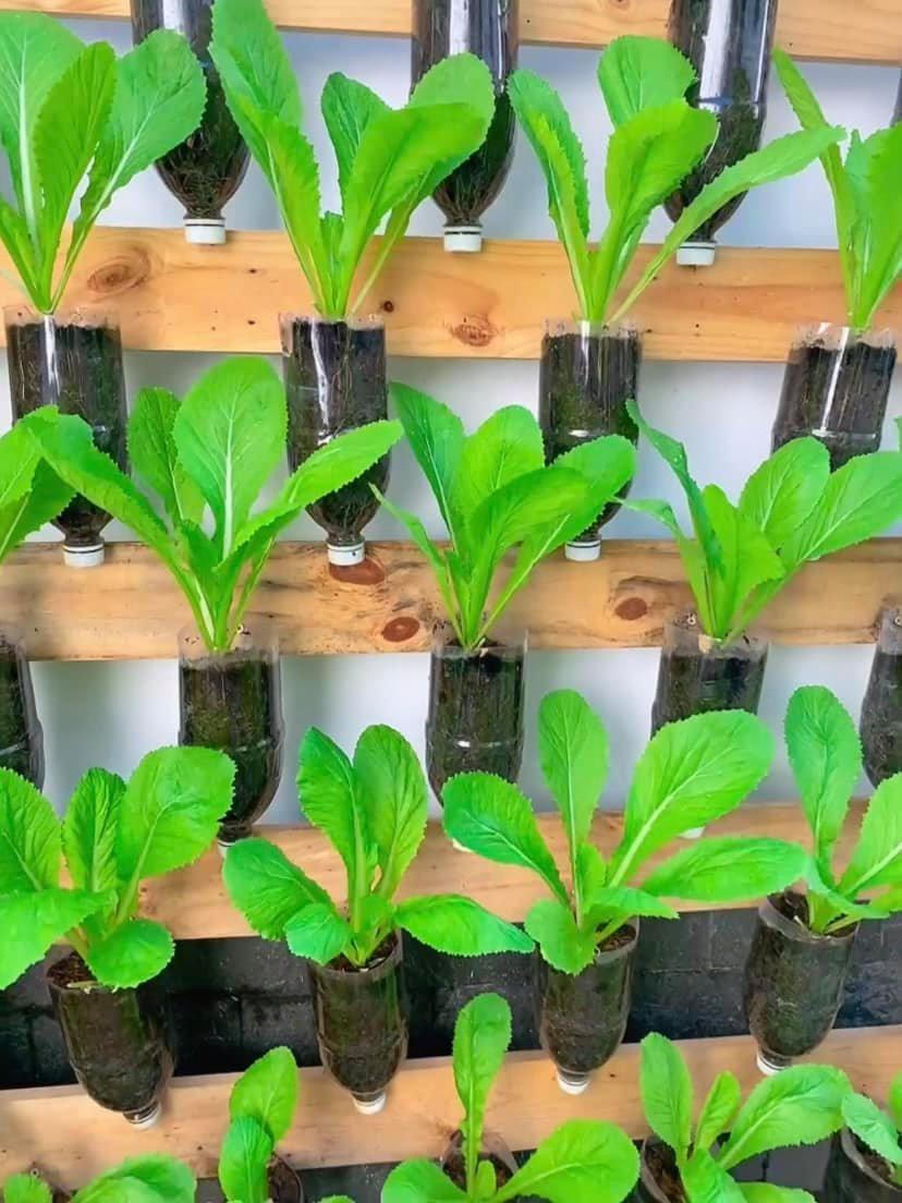 Dân mạng chia sẻ cách trồng và chăm sóc cây xanh tại nhà 